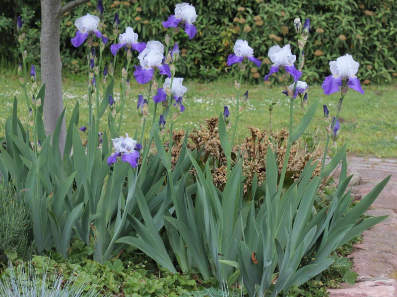Iris × barbata