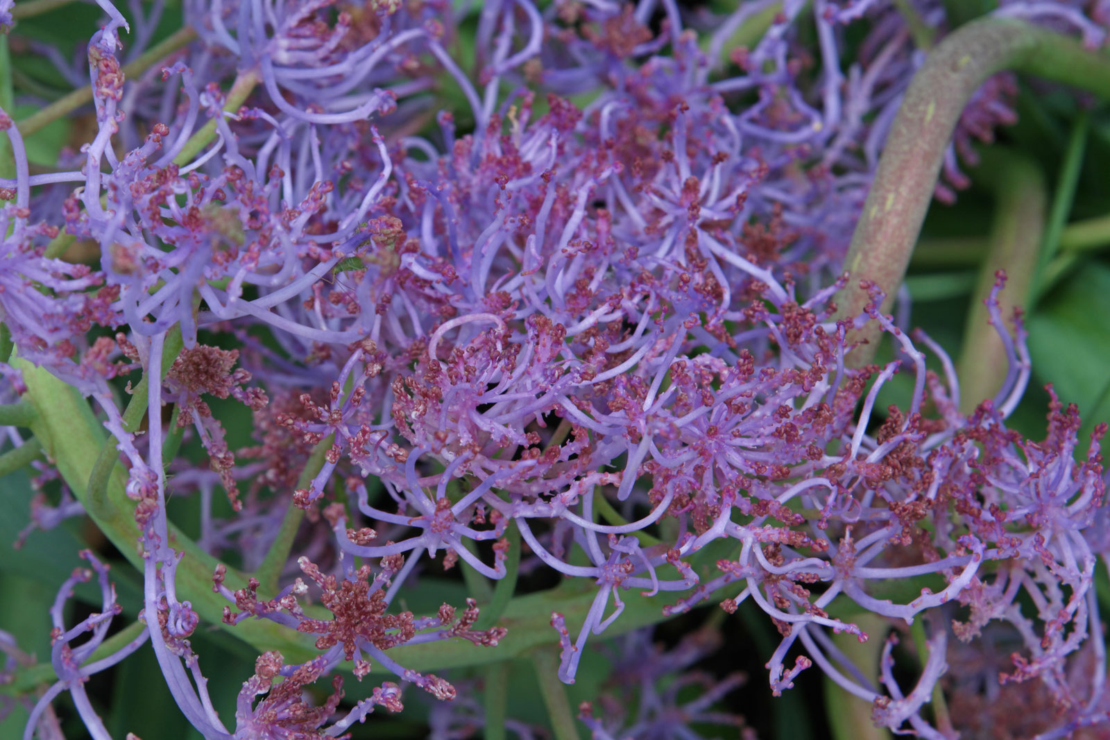 Leopoldia comosa Plumosum