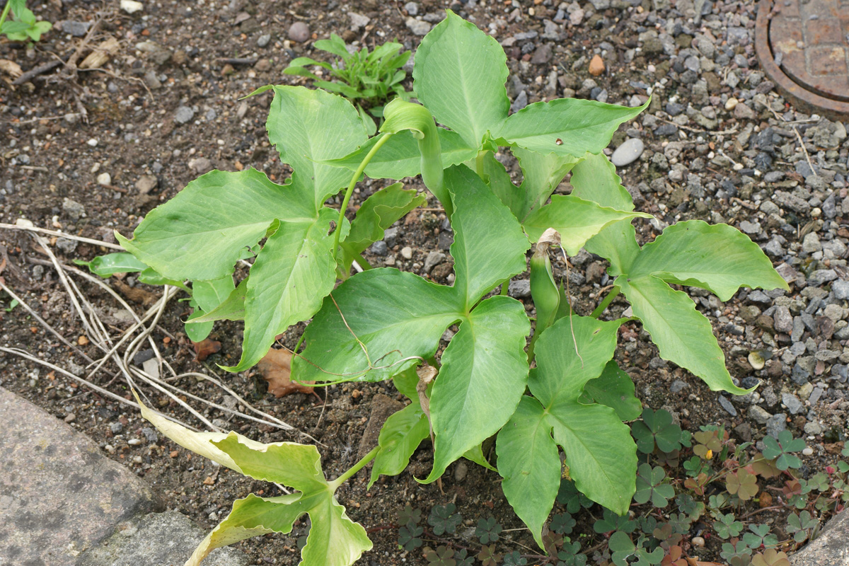 1 Pinellia ternata