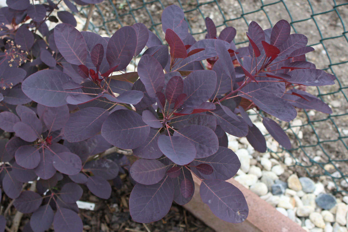 Cotinus coggygria „Royal Purple“