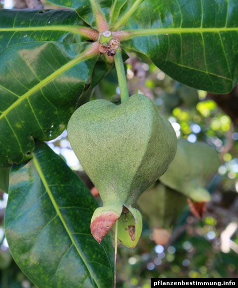 Barringtonia-Frucht