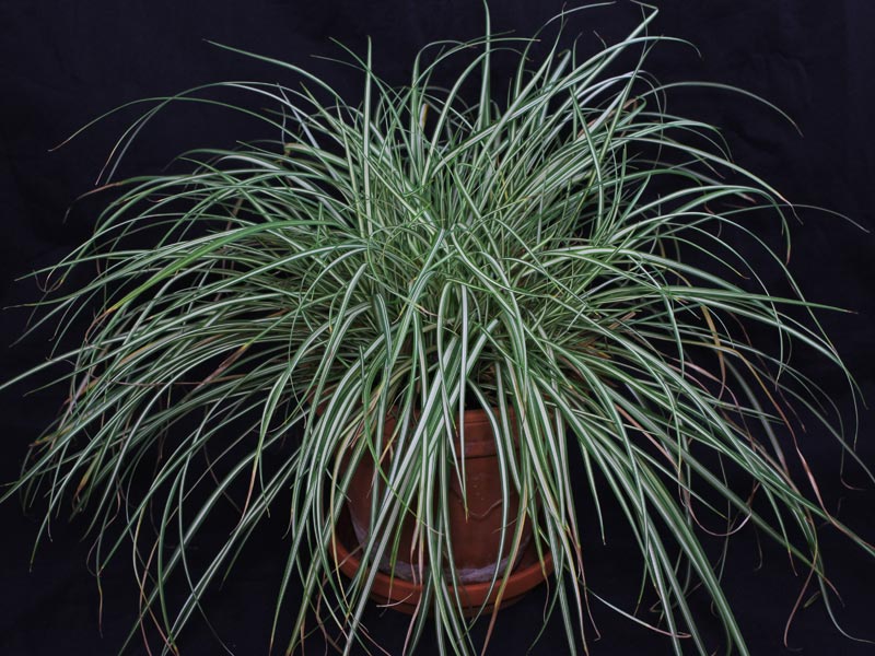 Carex ornithopoda Variegata
