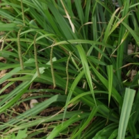 Carex pendula