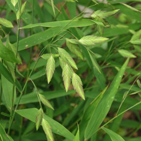 Chasmanthium latifolium 1
