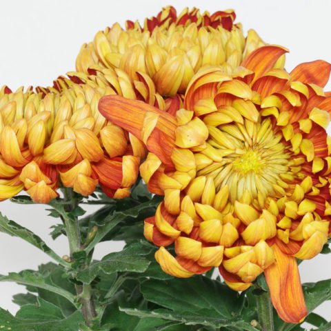 Chrysanthemum cv