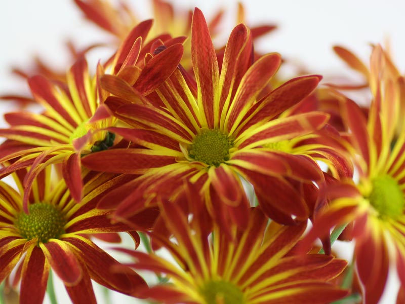 Chrysanthemum indicum red