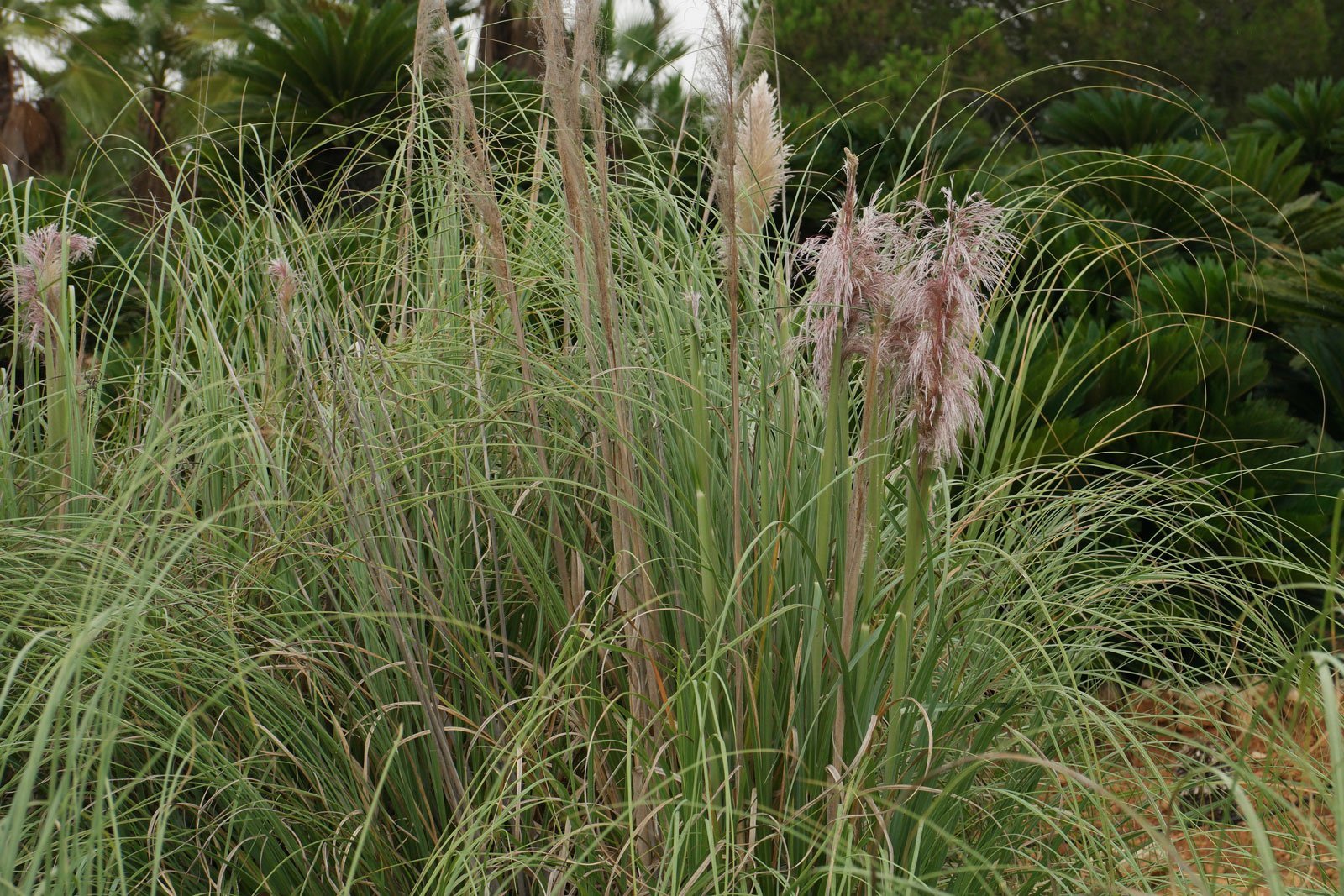 Cortaderia selloana cv.