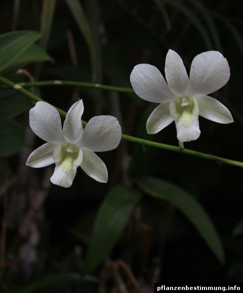 Dendrobium weiß