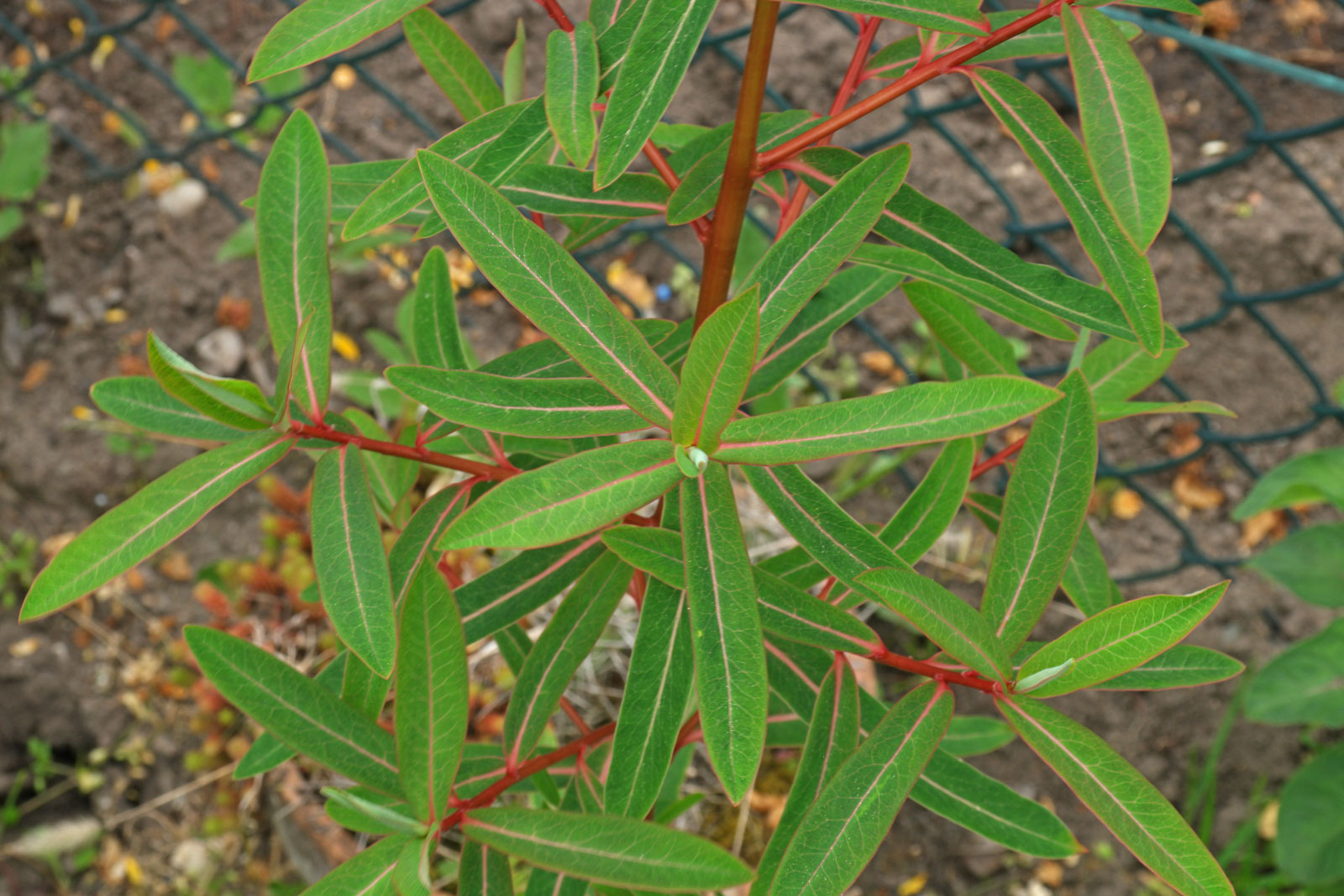 Euphorbia griffithii Dixter