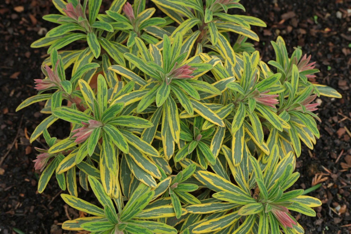 MittelmeerWolfsmilch (Euphorbia × martini "Ascot Rainbow")