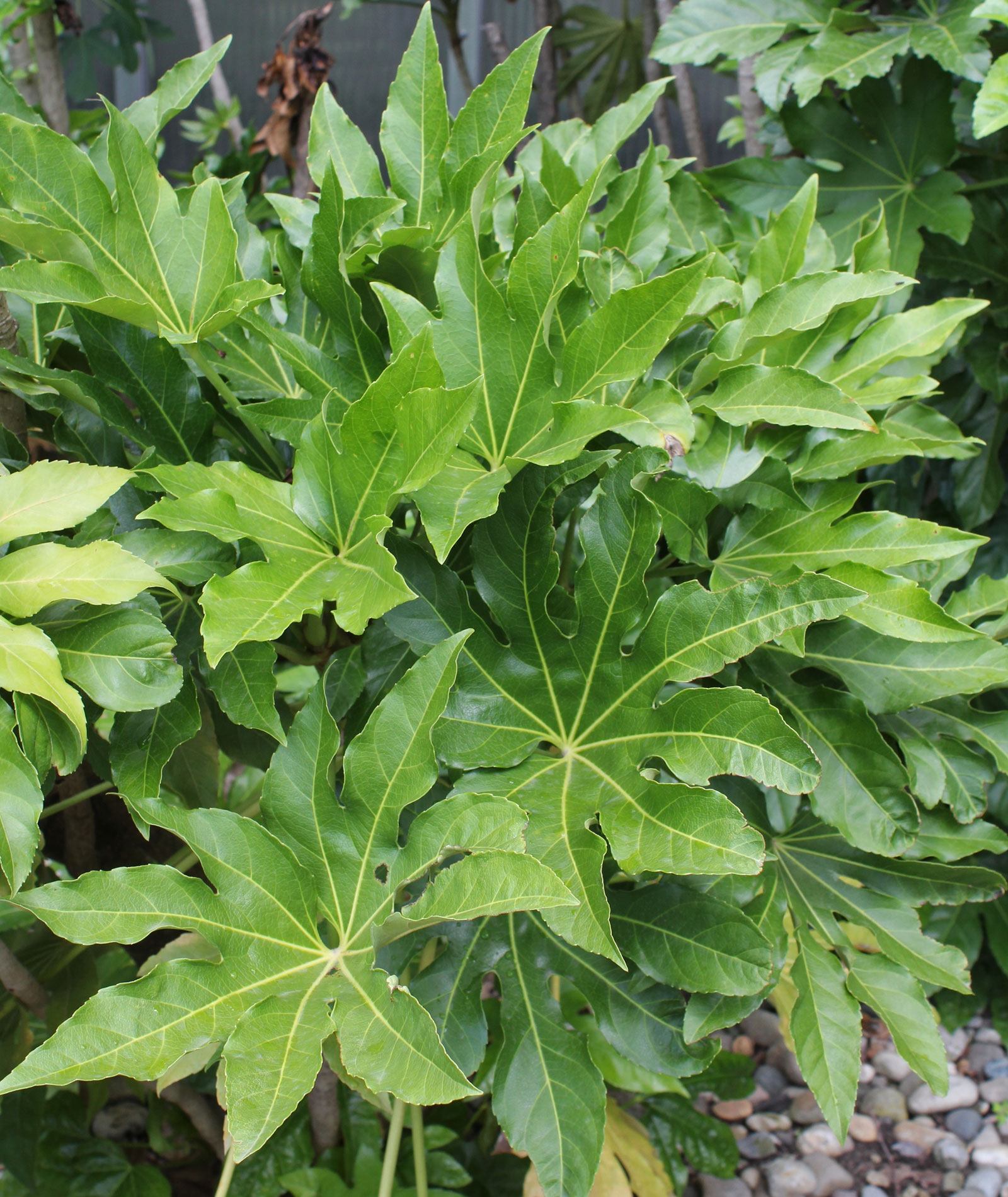 Fatsia japonica