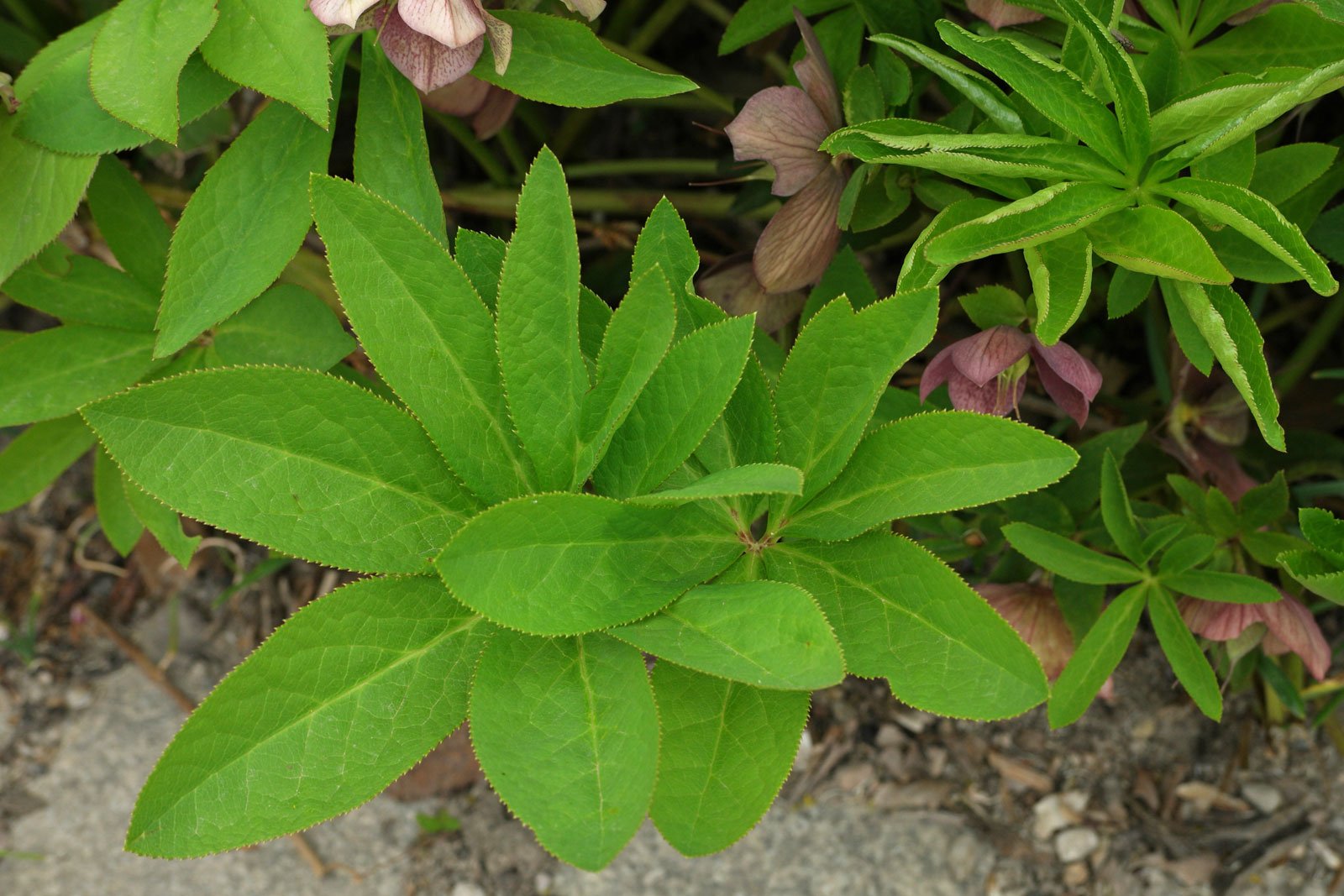 Helleborus orientalis cv.