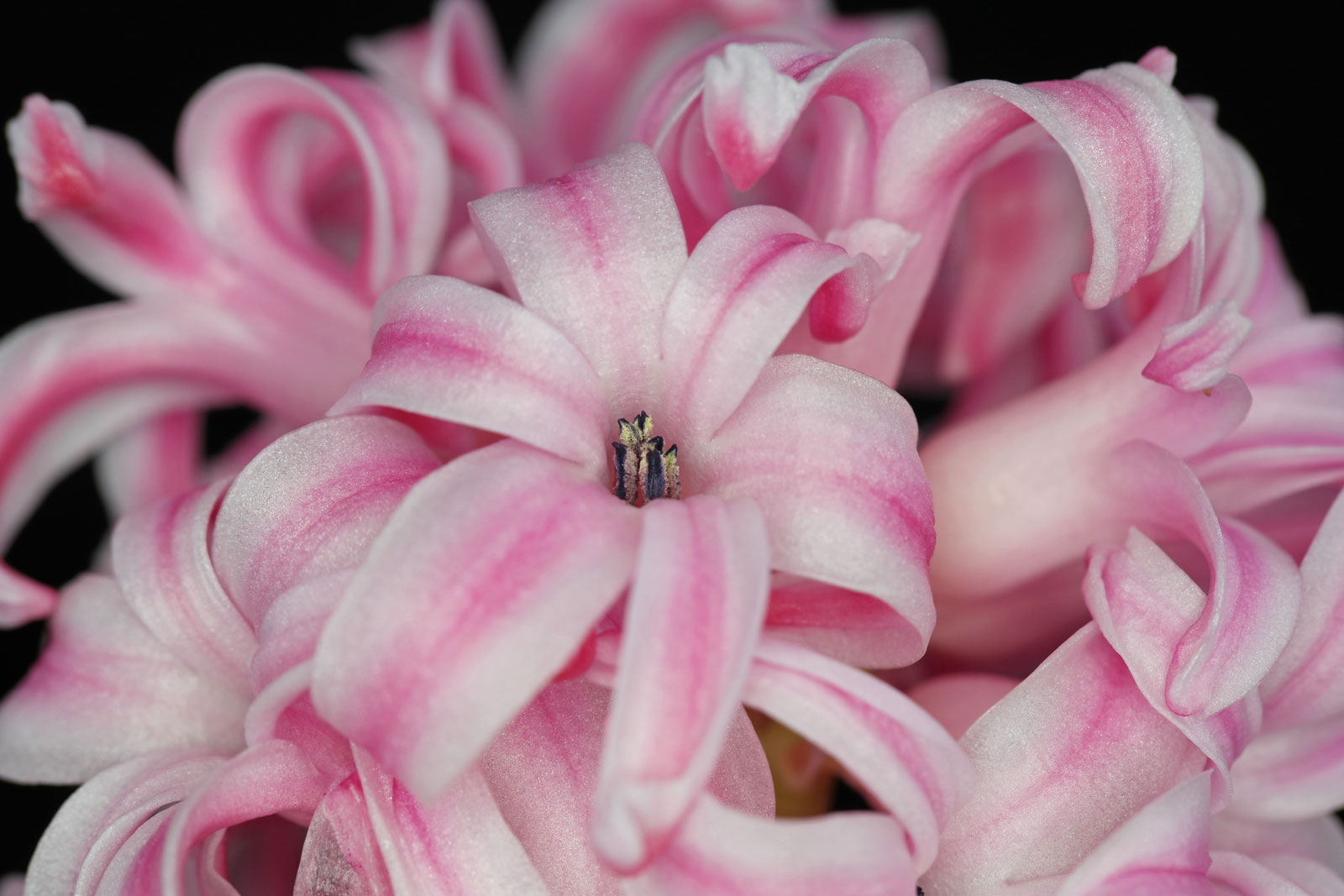 Hyacinthus orientalis 5