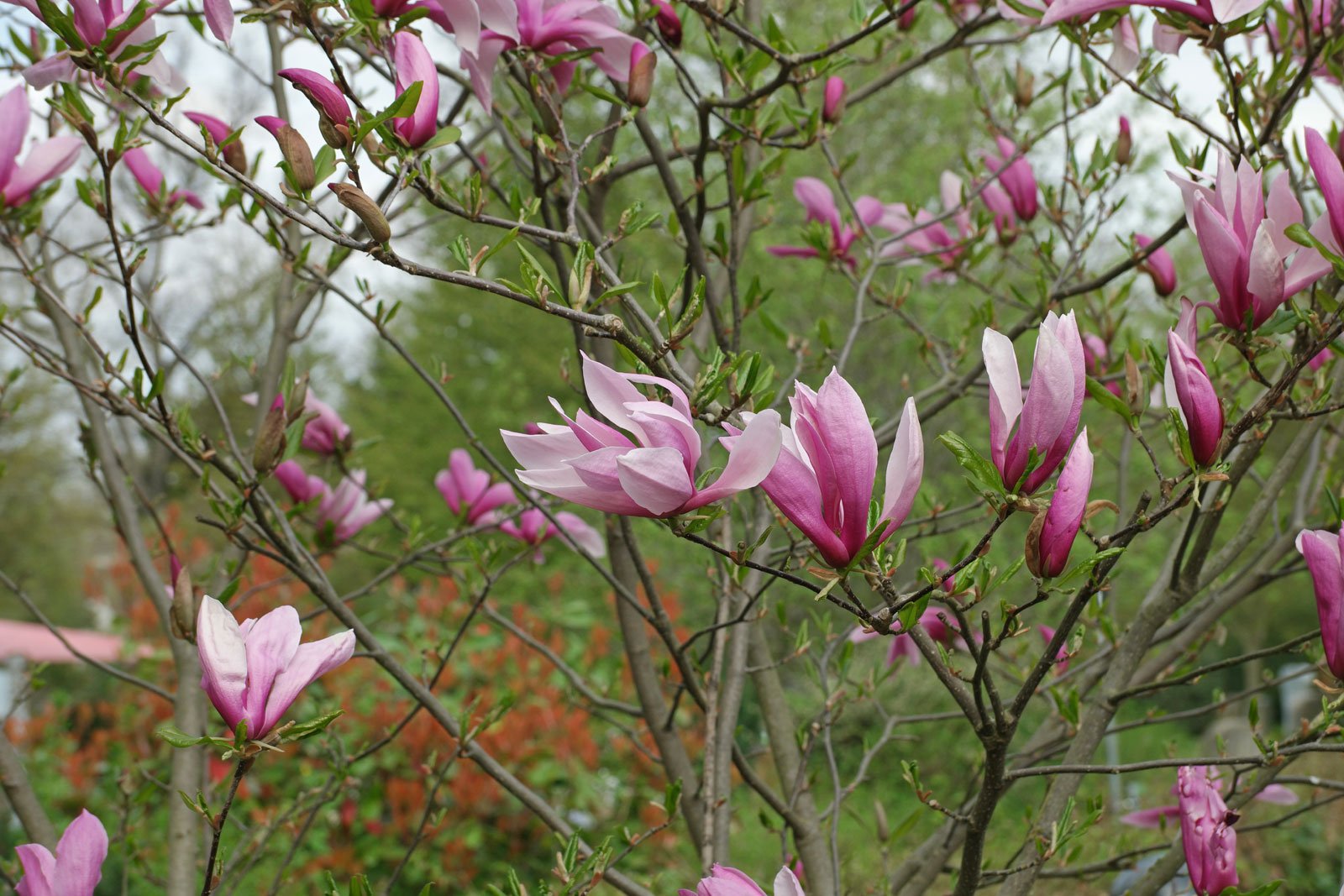 Magnolia liliiflora cv.