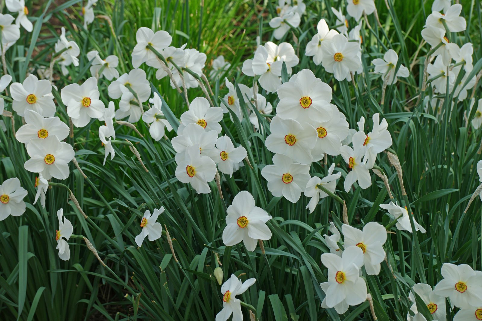 Narcissus poeticus