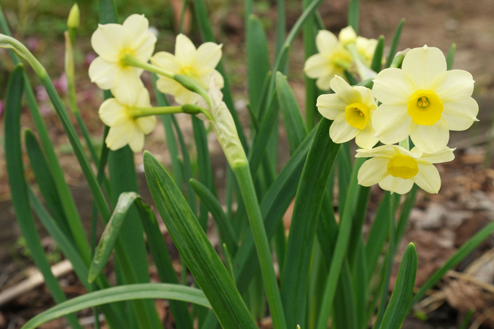 Narcissus tazetta Minnow