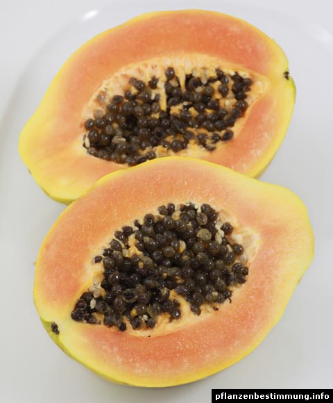 Papayafrucht