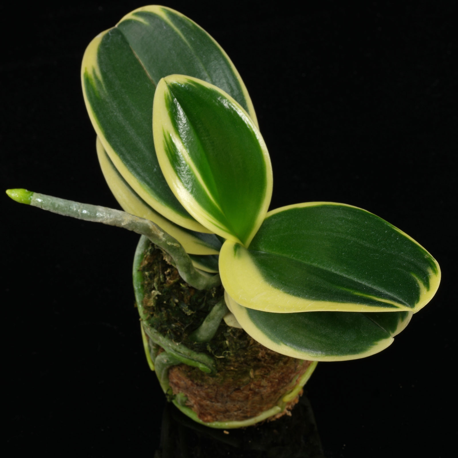 Phalaenopsis Sogo Vivien Variegata