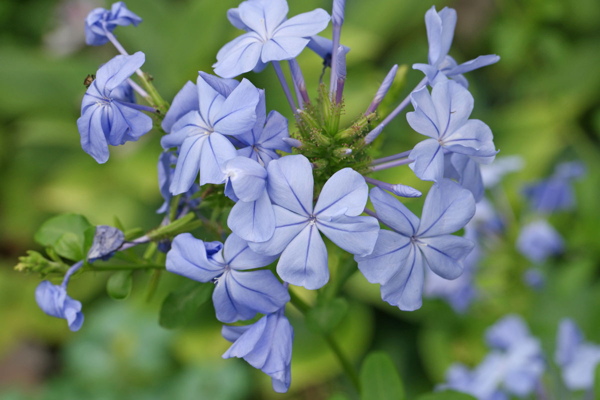 Plumbago auriculata