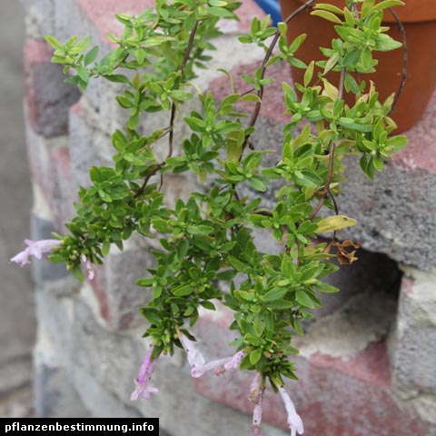 Poliomintha longiflora