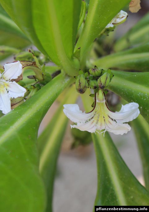 Scaevola-Blüte