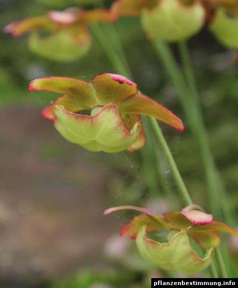 Schlauchpflanze Blüten