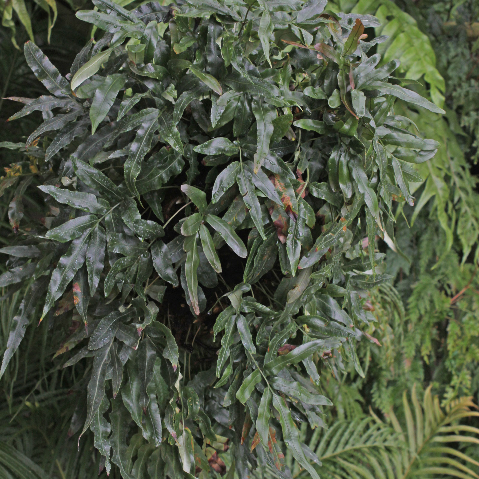 Scyphularia pentaphylla