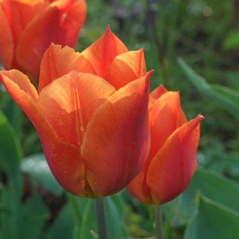 Tulipa fosteriana Orange Emperor 5