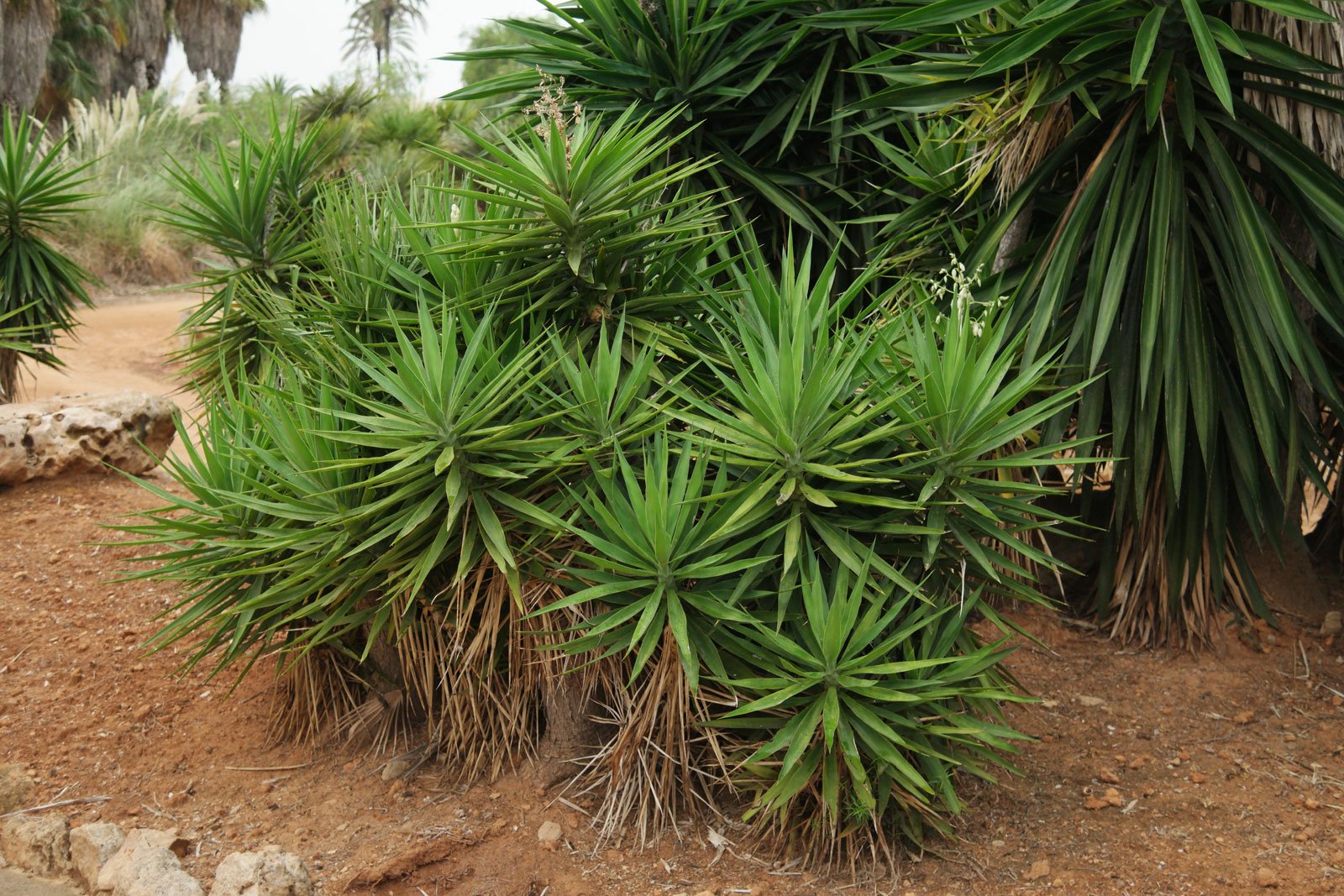 Yucca gigantea