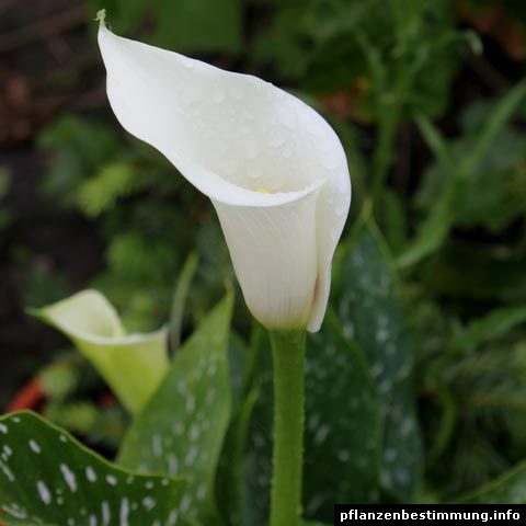 Blumenstrauß weiß - Unsere Favoriten unter allen Blumenstrauß weiß