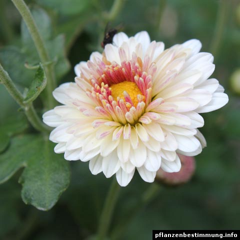 chrysanthemum x indicum julia