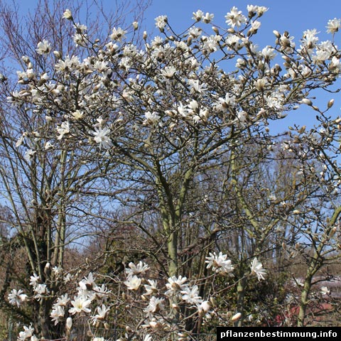 stern-magnolie