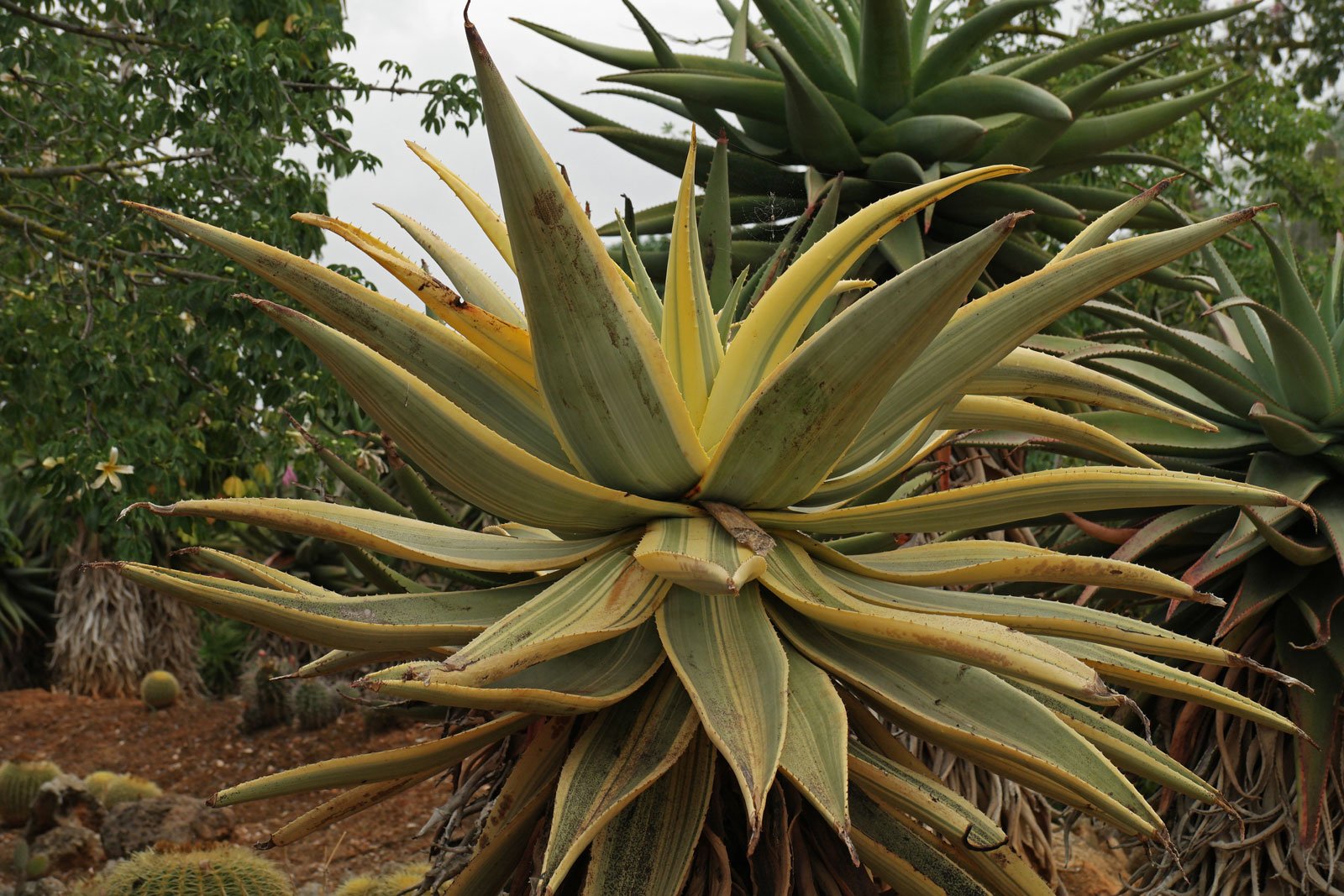 Aloe ferox Variegata