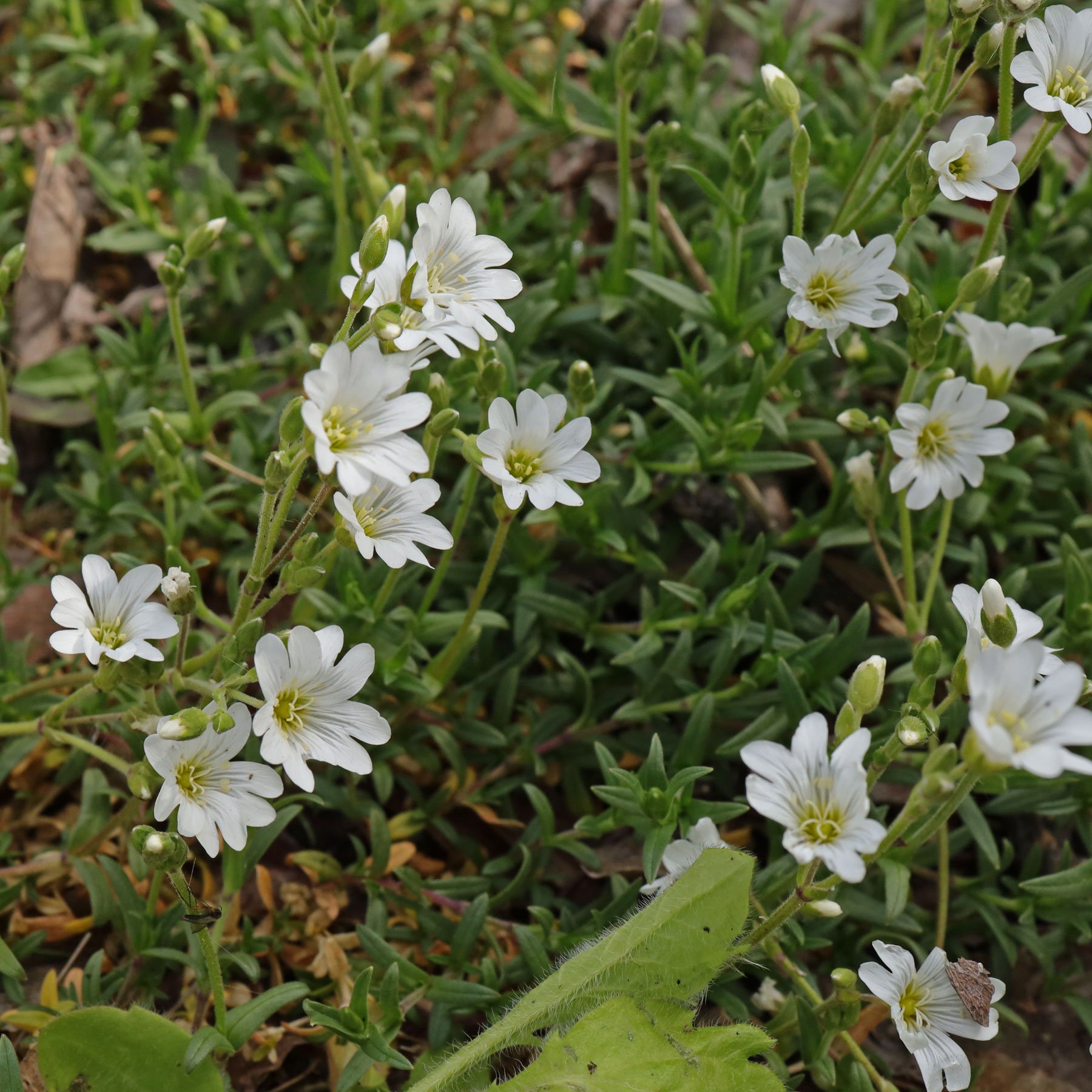 Cerastium arvense ssp arvense 3