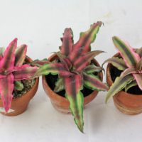 Cryptanthus bivittatus