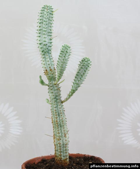Euphorbia mammillaris "Variegata"
