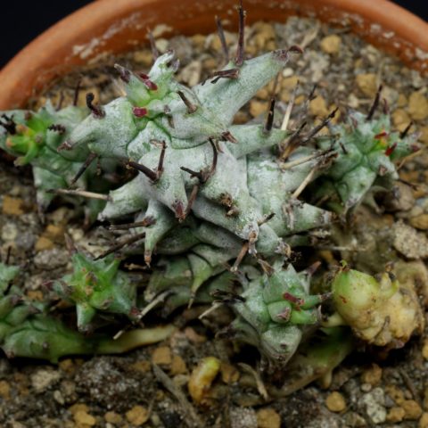 Euphorbia horrida Monstrosa 6
