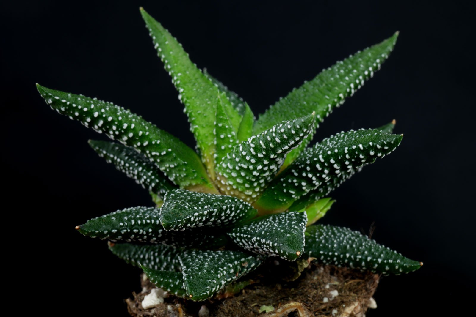 Haworthiopsis (Haworthia) attenuata Enon