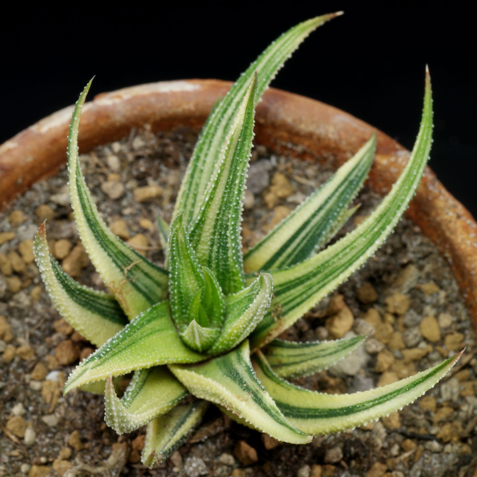 Haworthiopsis (Haworthia) attenuata Variegata