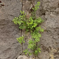 Asplenium ruta-muraria
