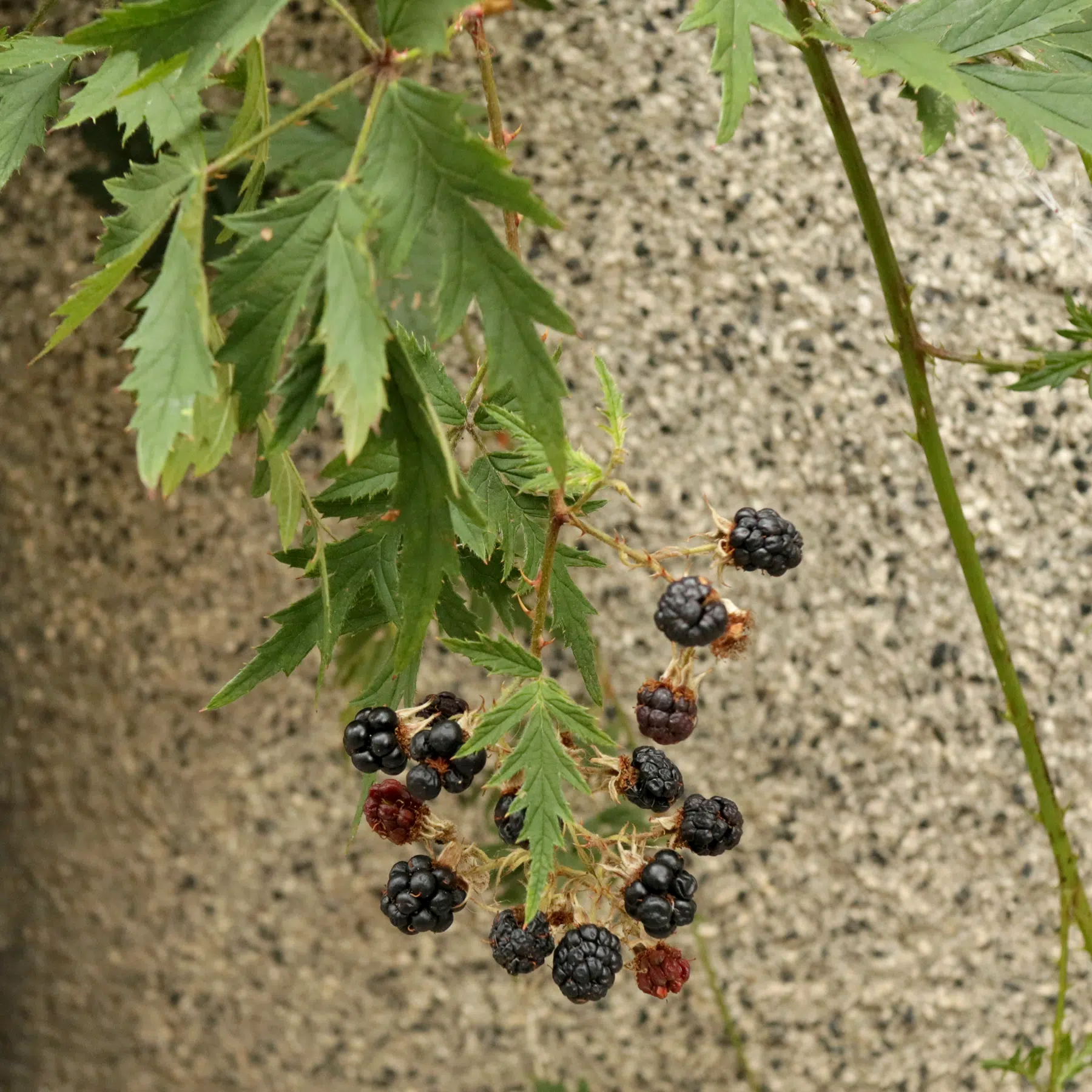 Rubus laciniatus