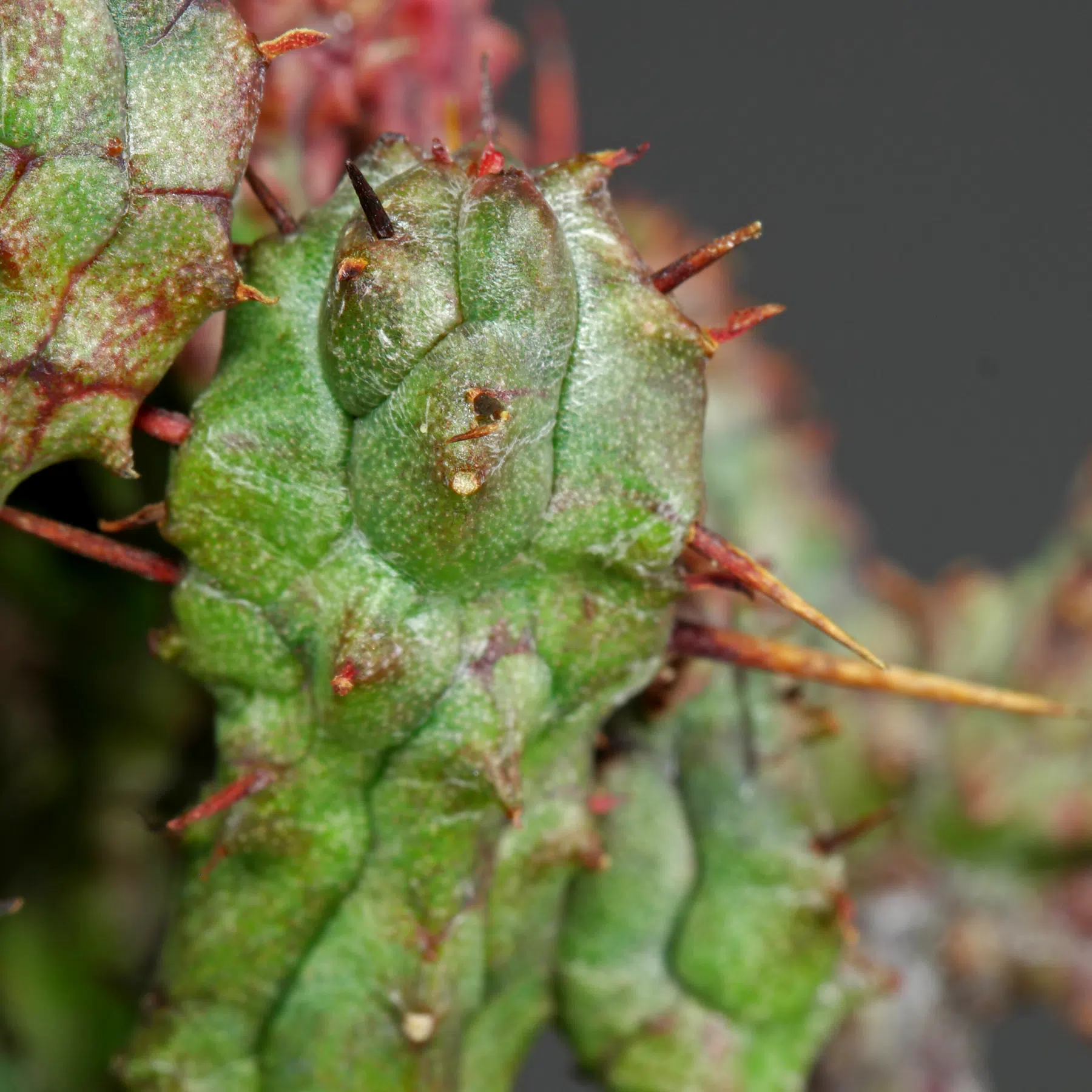 Euphorbia enopla Cristata