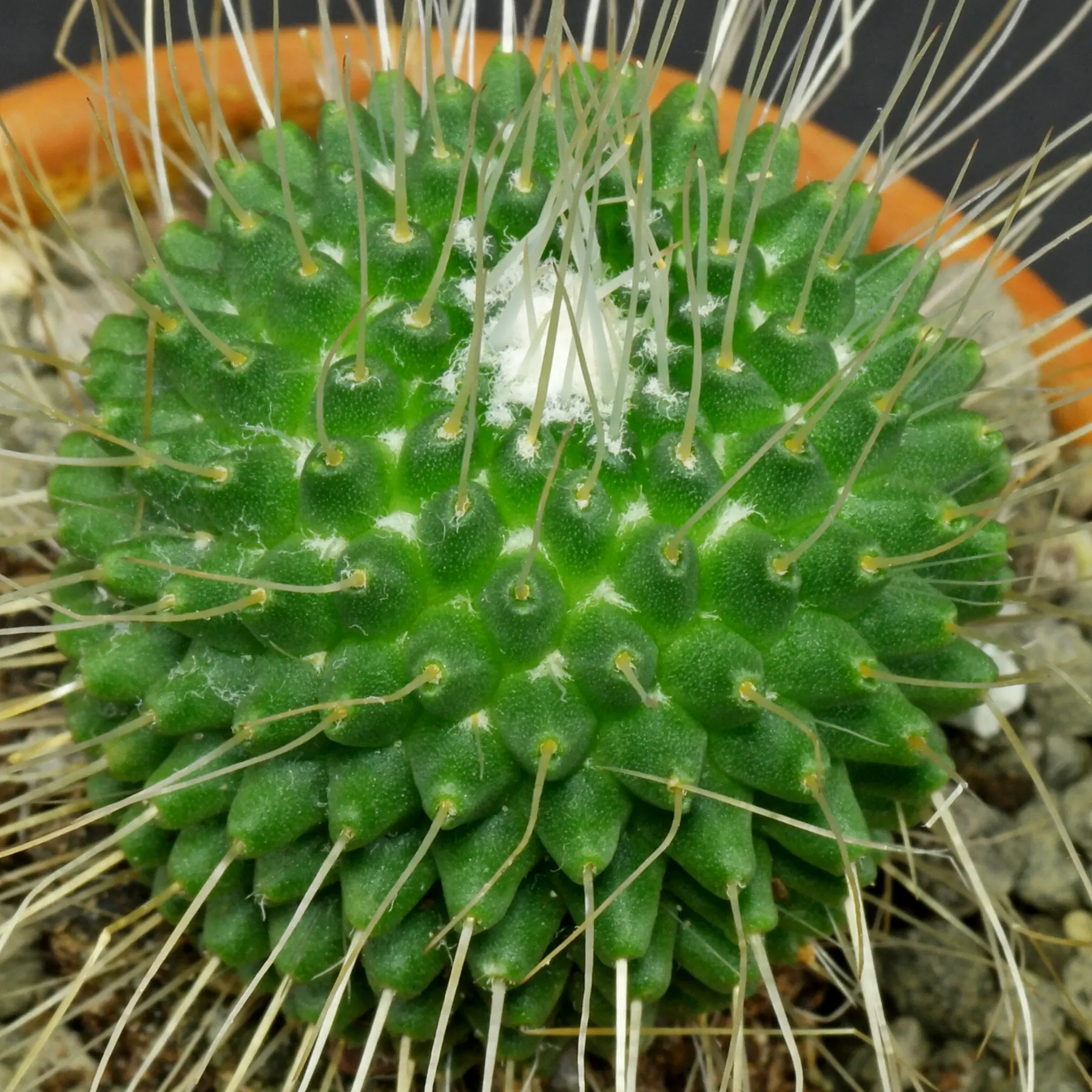 Mammillaria spinosissima Un Pico
