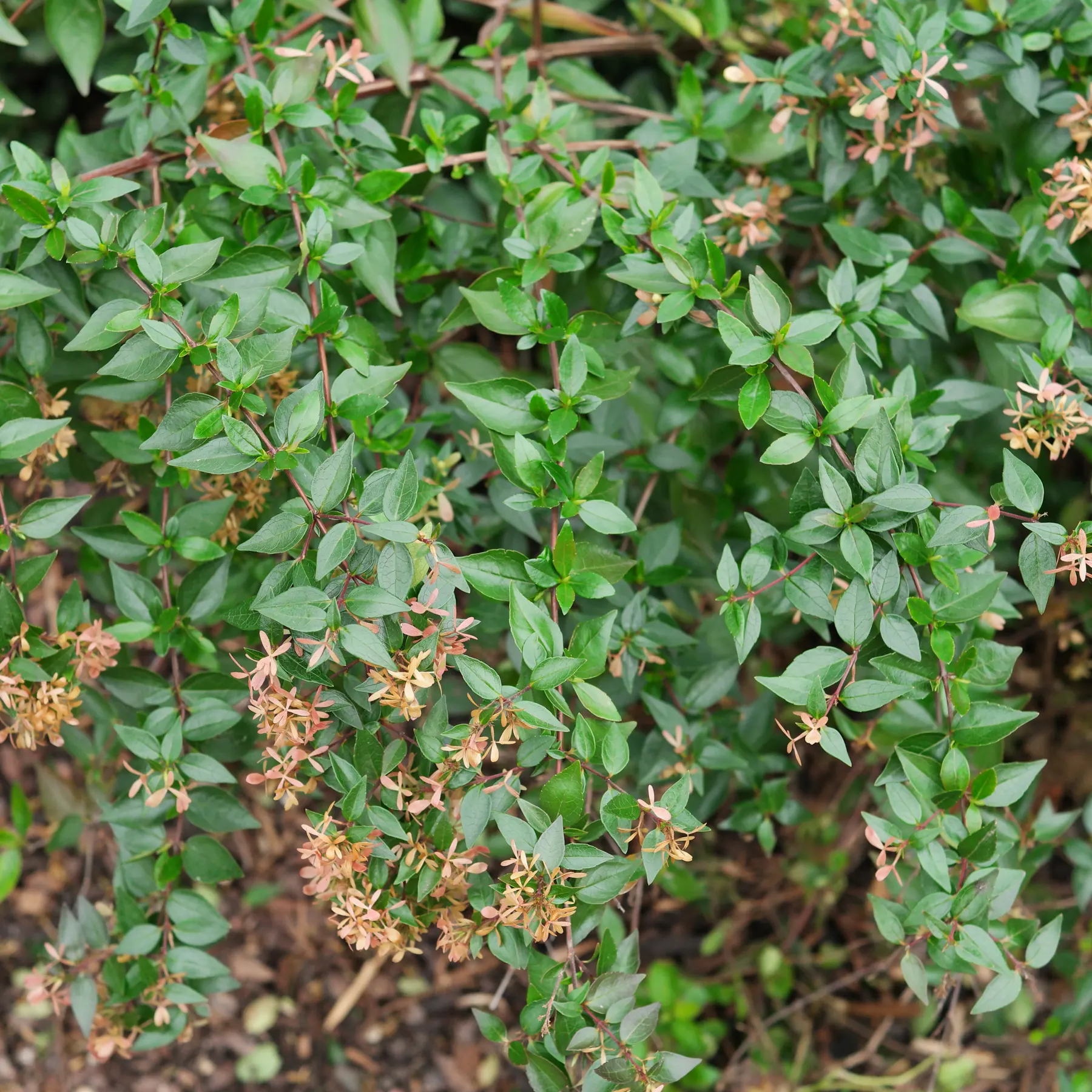 Abelia ×grandiflora