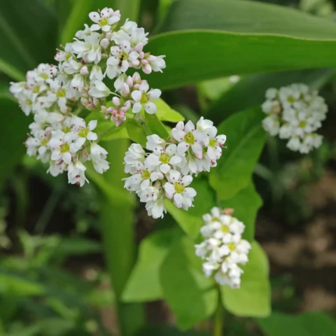Buchweizen Blüten Fagopyrum esculentum