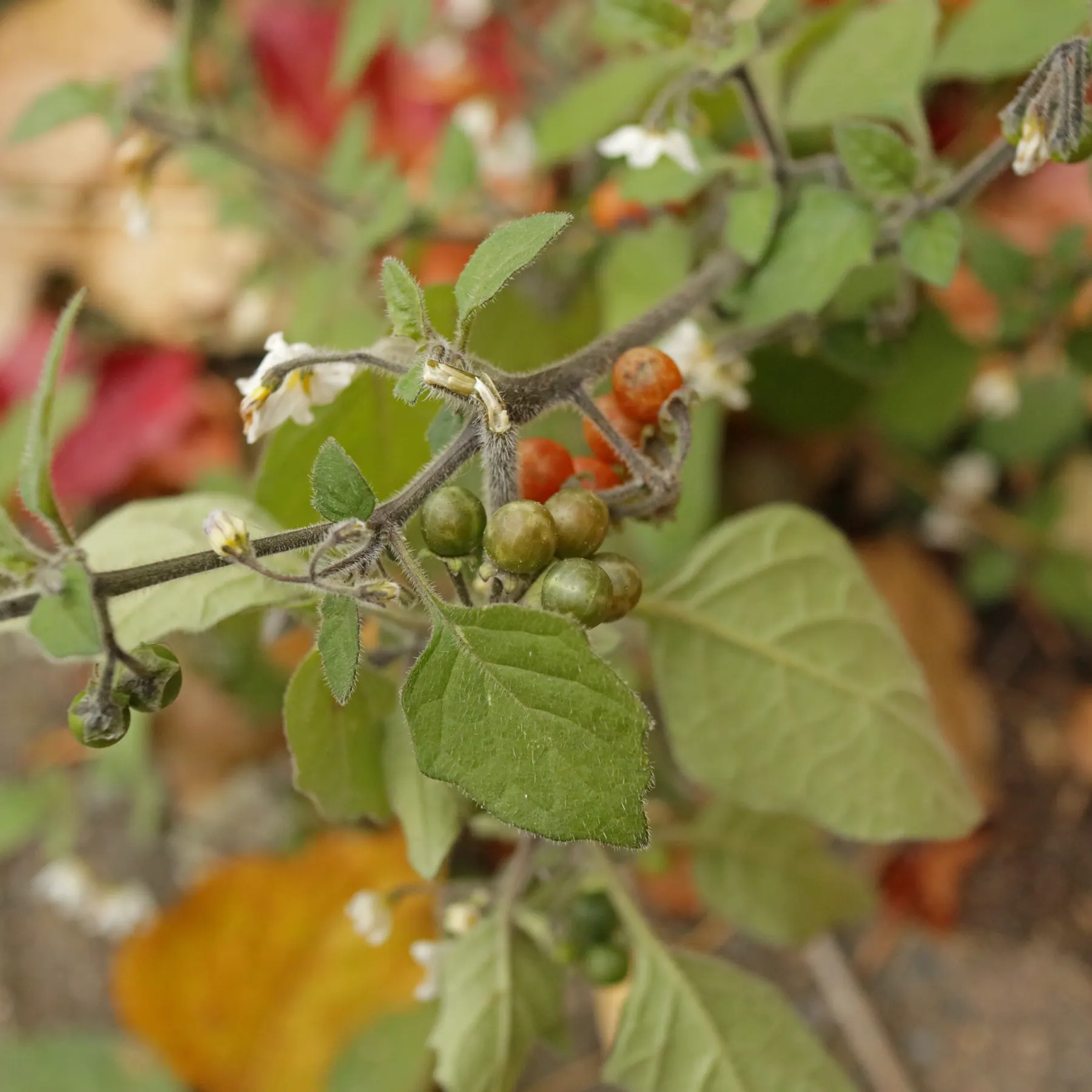 Rotfrüchtiger Nachtschatten Solanum villosum
