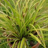 Carex foliosissima Irish Green