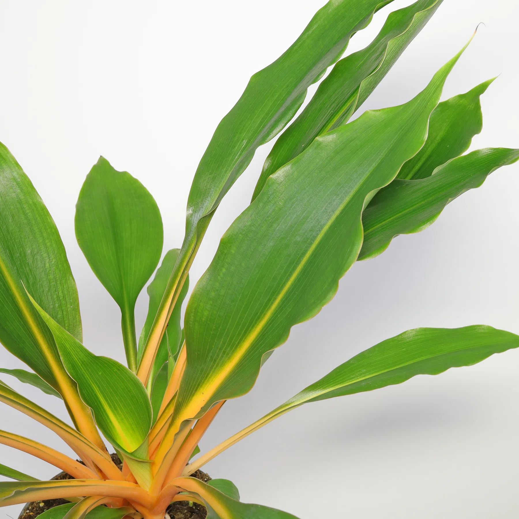 Chlorophytum orchidastrum Green Orange
