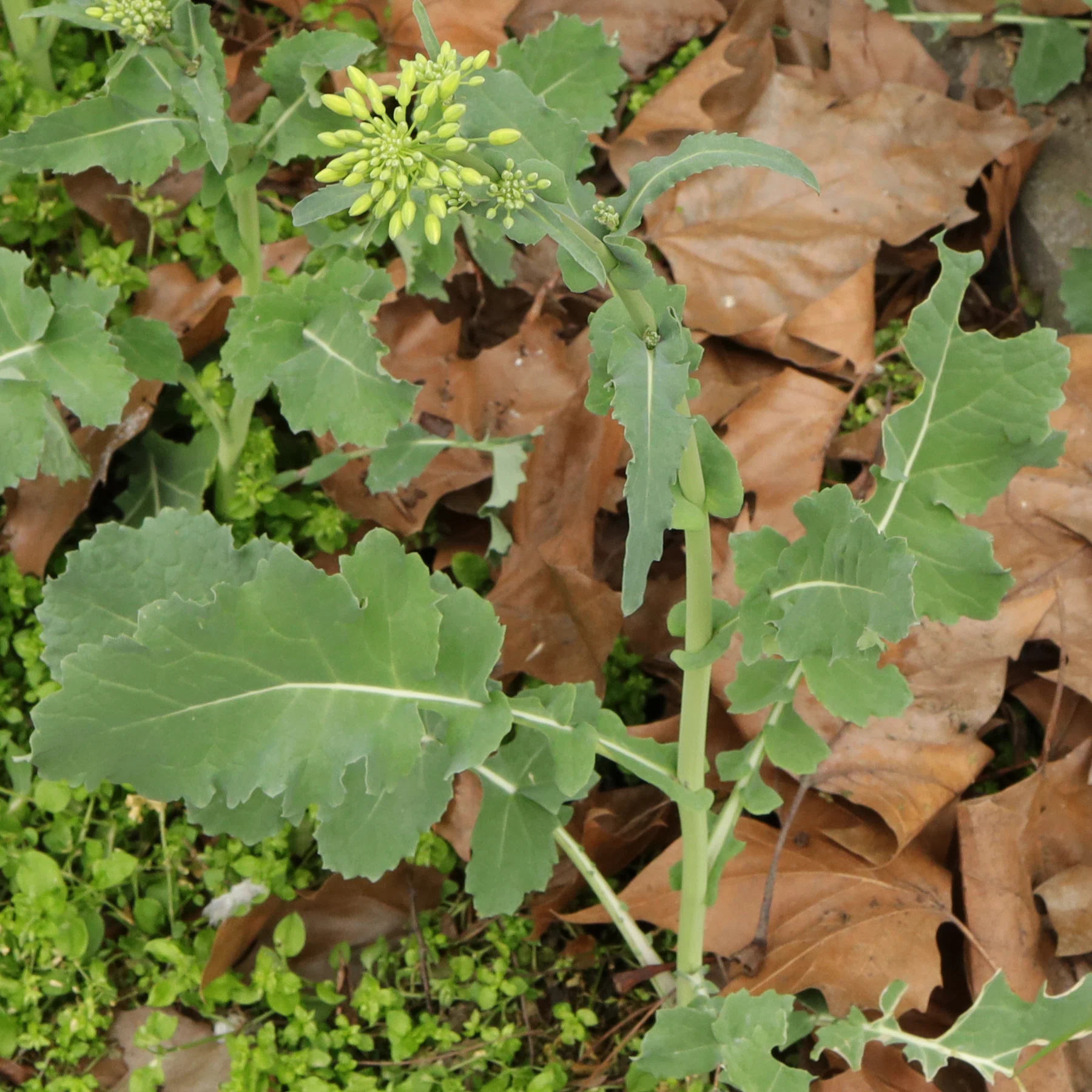 Brassica napus 6
