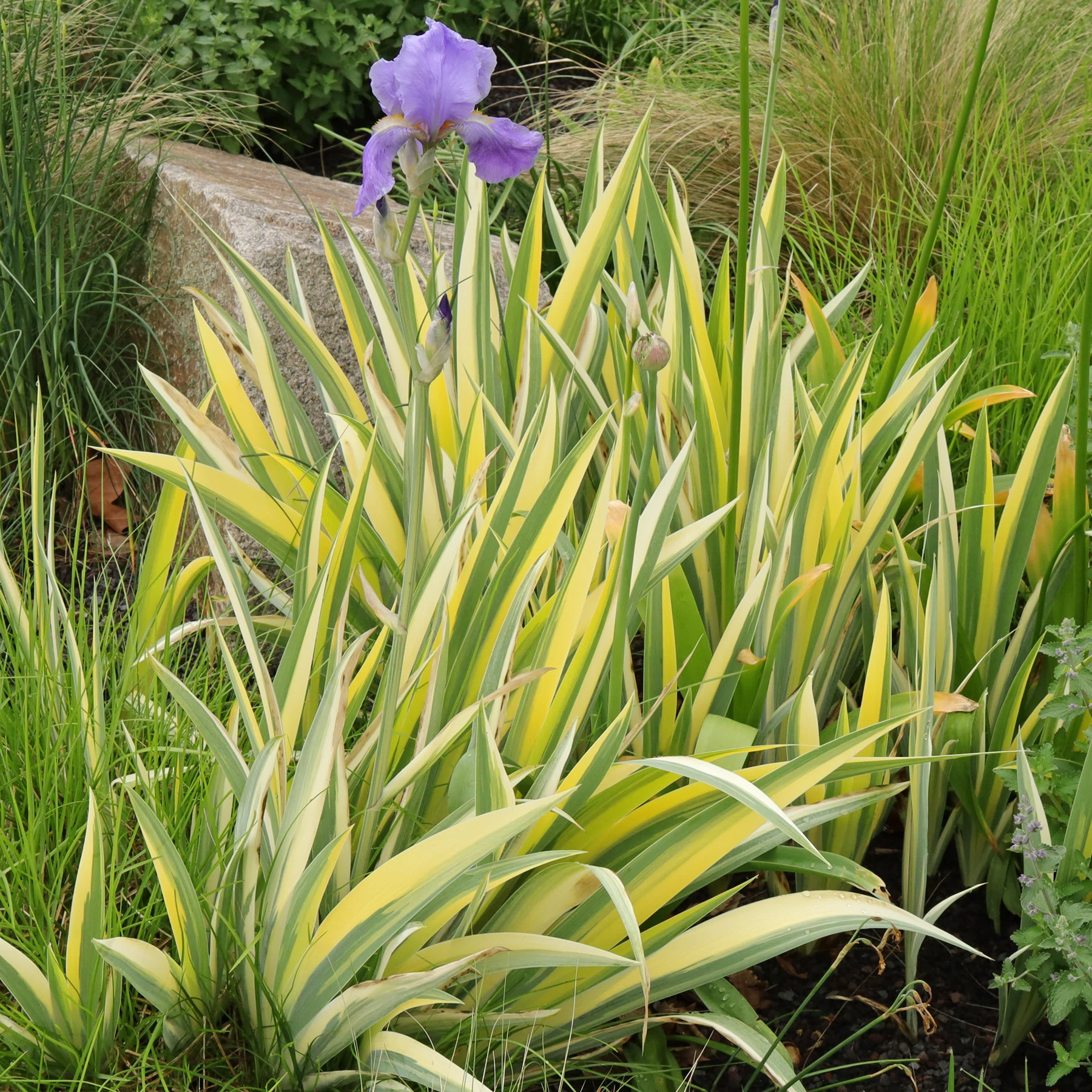 Iris pallida Variegata